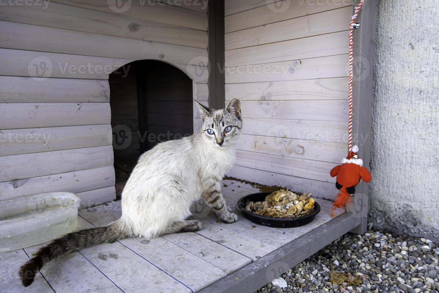 abandonado y triste gato foto