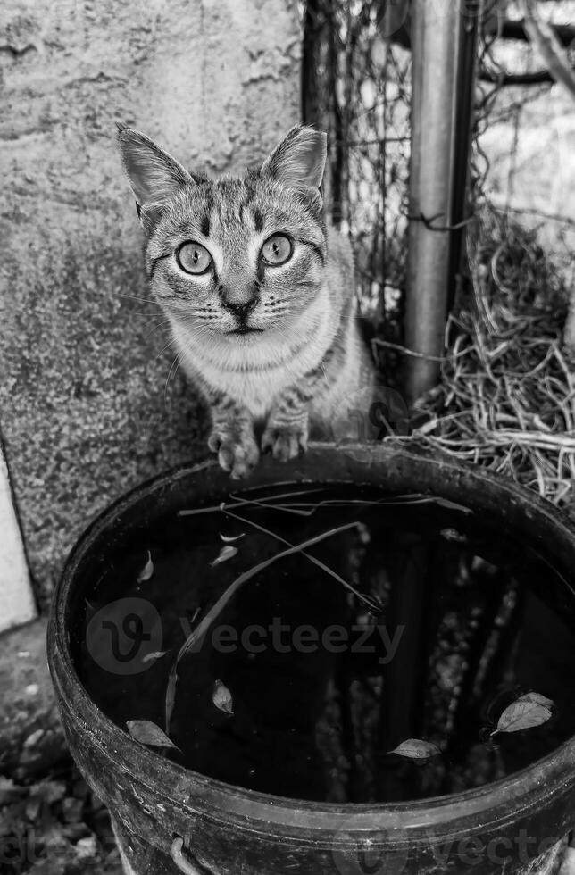 Stray cat eating photo