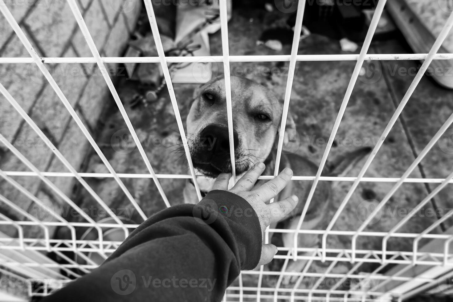 Petting a dog in a kennel photo