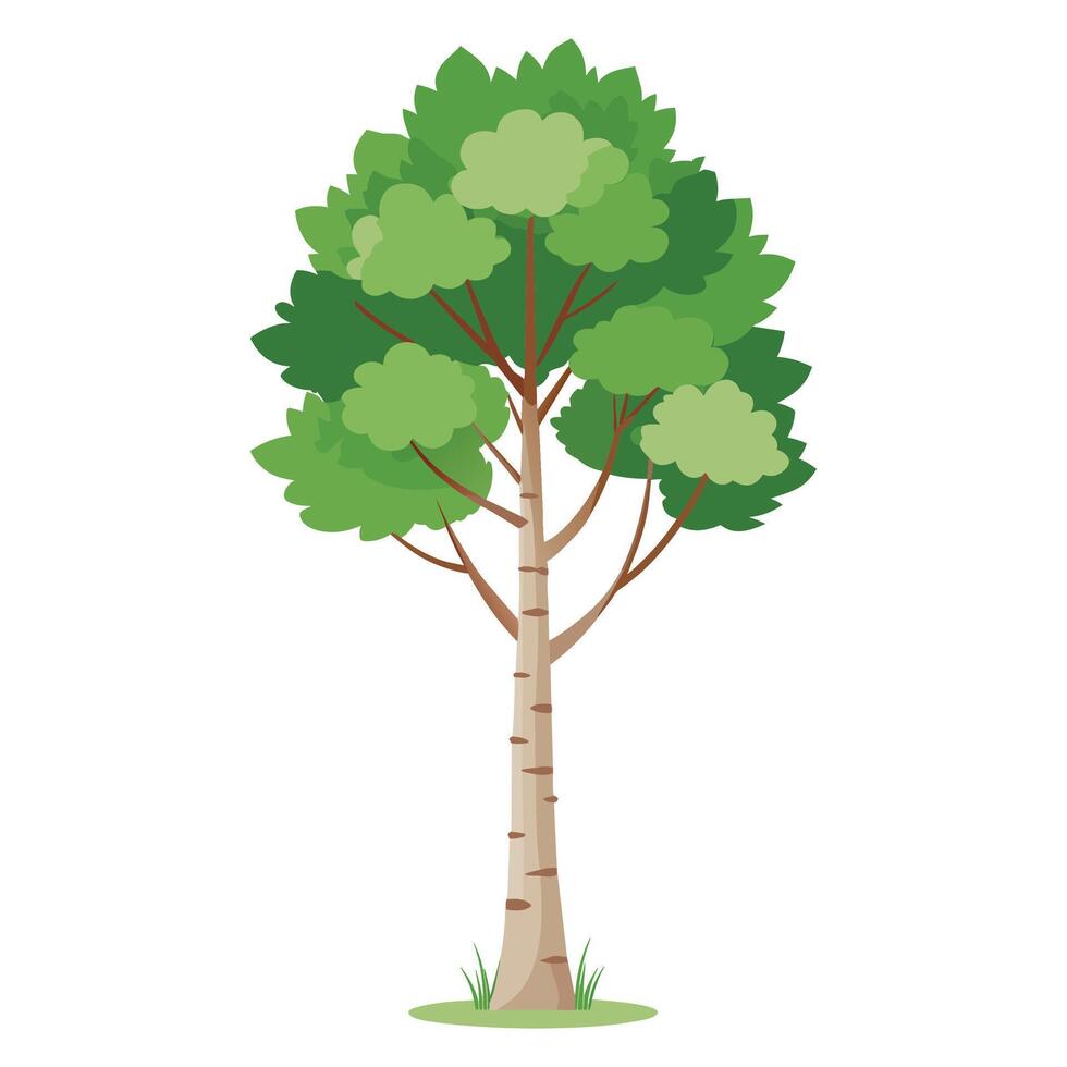 Birch tree Isolated flat vector illustration.