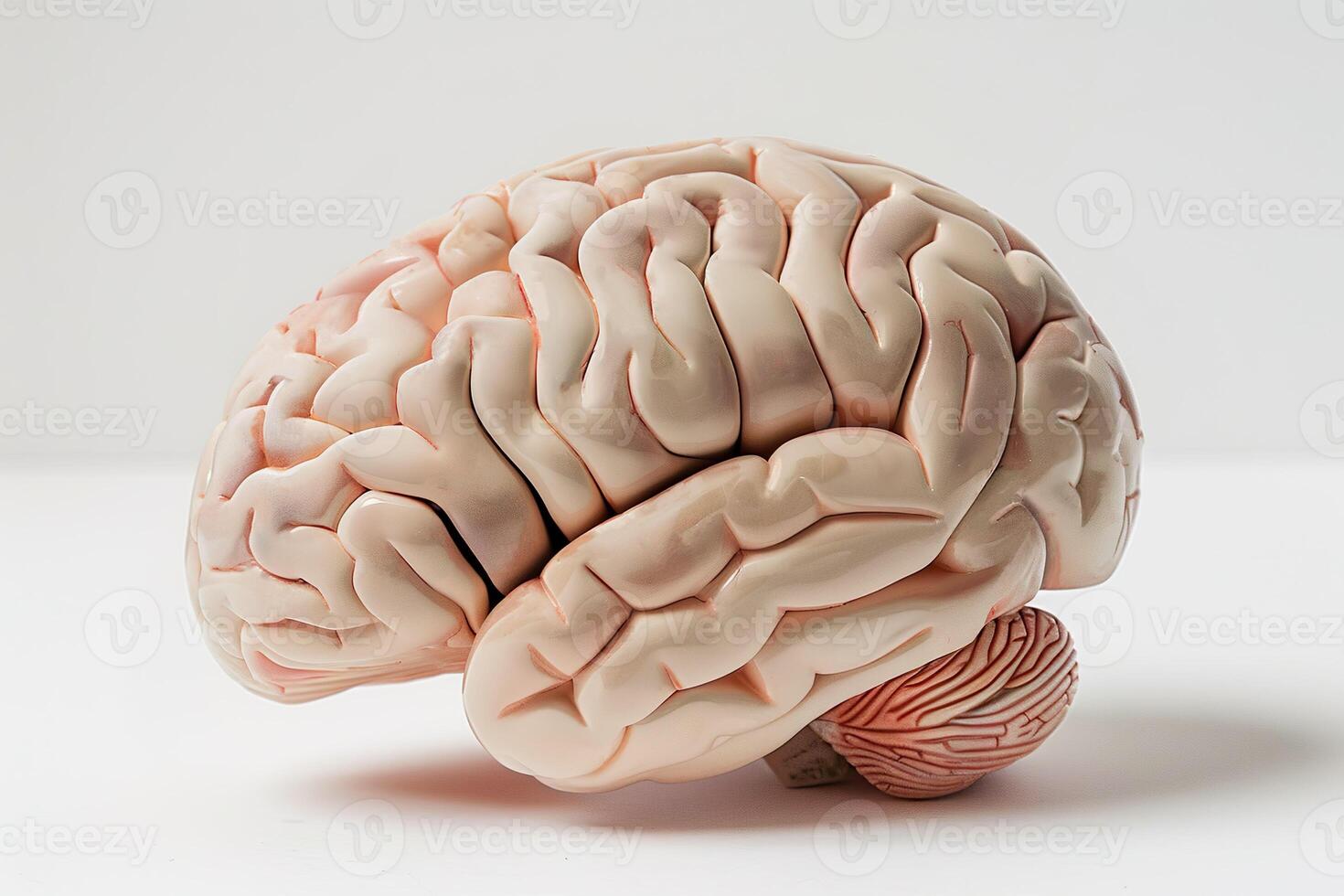 AI generated Human brain isolated on white background. Generative AI. photo
