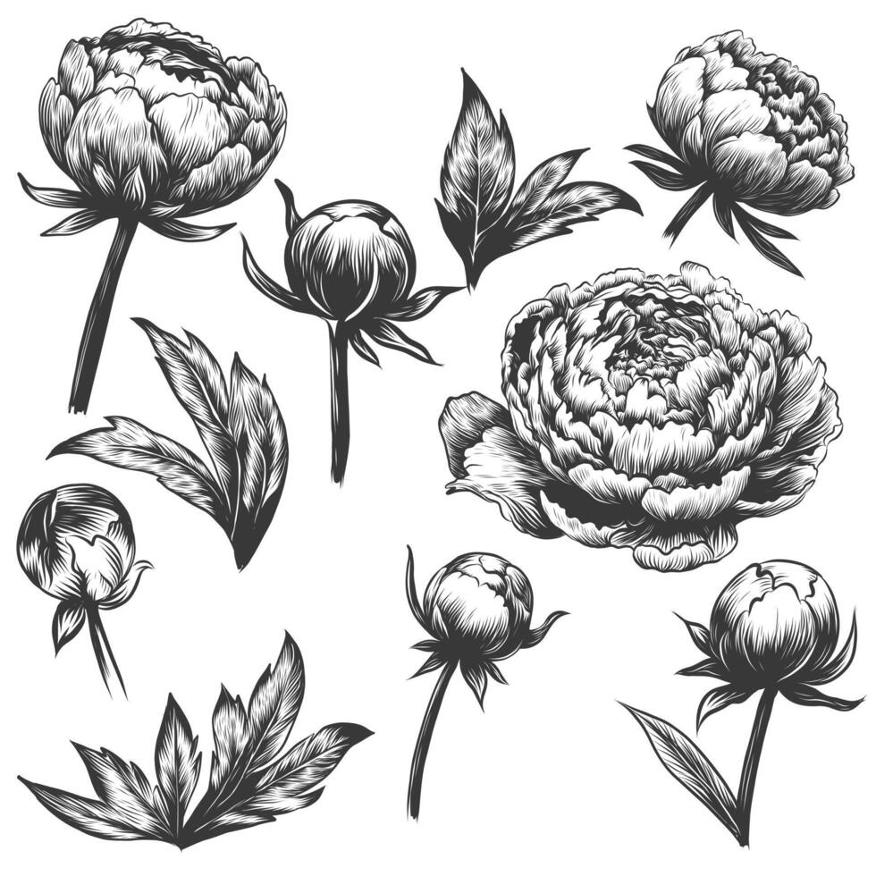 vector floral conjunto con peonías y hojas, flor brotes aislado en blanco antecedentes. lineal Clásico gráficos. mano dibujado tinta bosquejo dibujo, imitación de grabado.