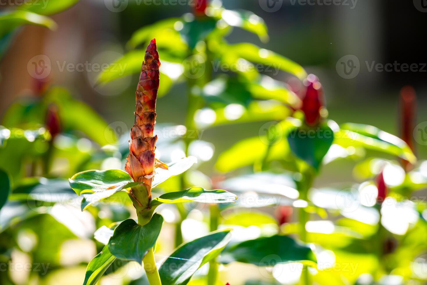 costarnos woodsonii, eso es un amable perenne planta adecuado para calentar y tropical áreas el carmesí conos son muy atractivo a mariposas y abejas. antiguo flores son Listo a marchitar. Copiar espacio. foto