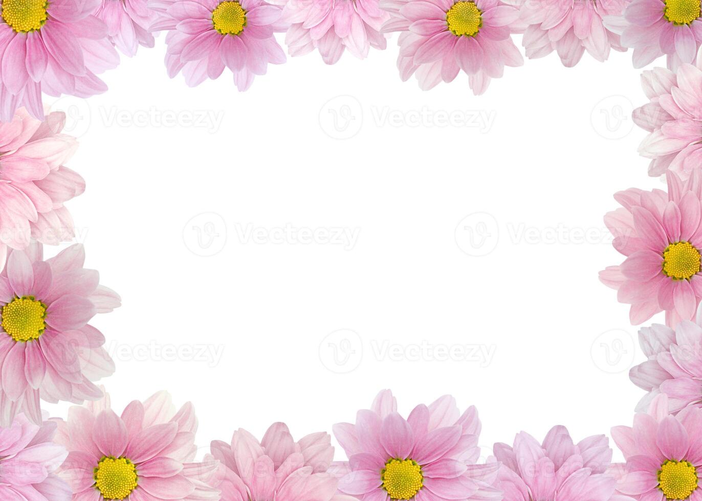 Flower frame of pink chrysanthemum pattern isolated on white background photo