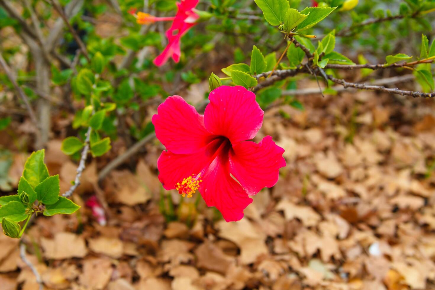 Hibiscus flower in Valencia, close-up, macro photo