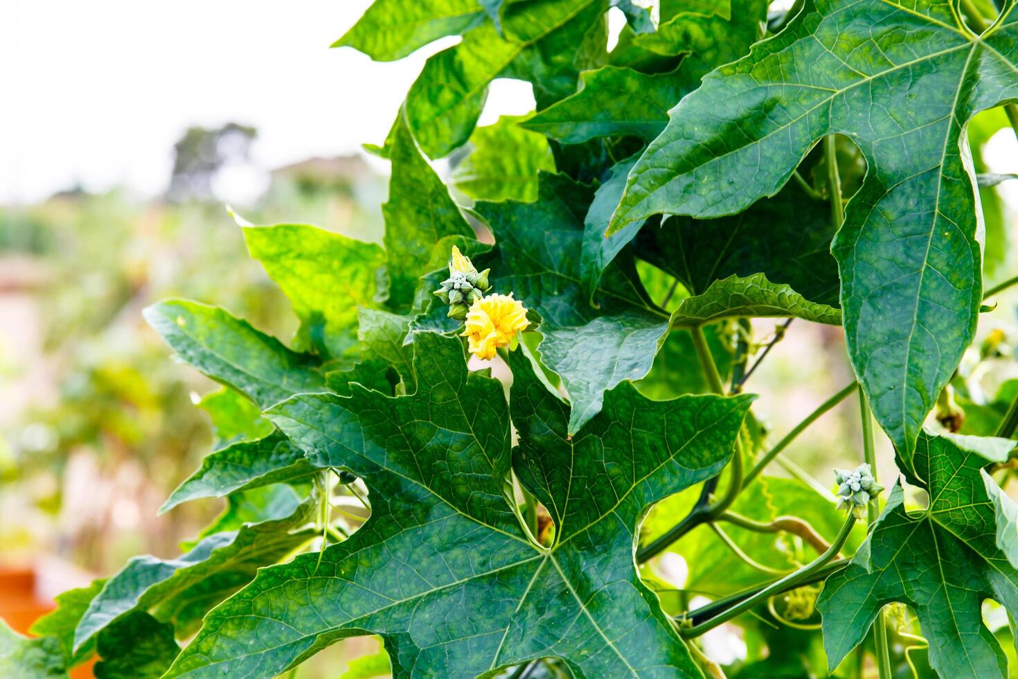 Blooming cucumbers in the garden. photo