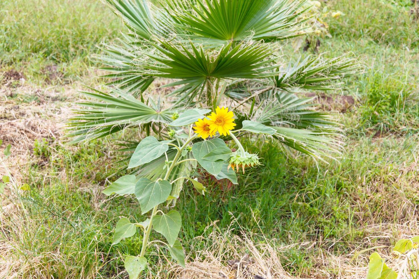 Blooming young sunflowers in the garden. photo