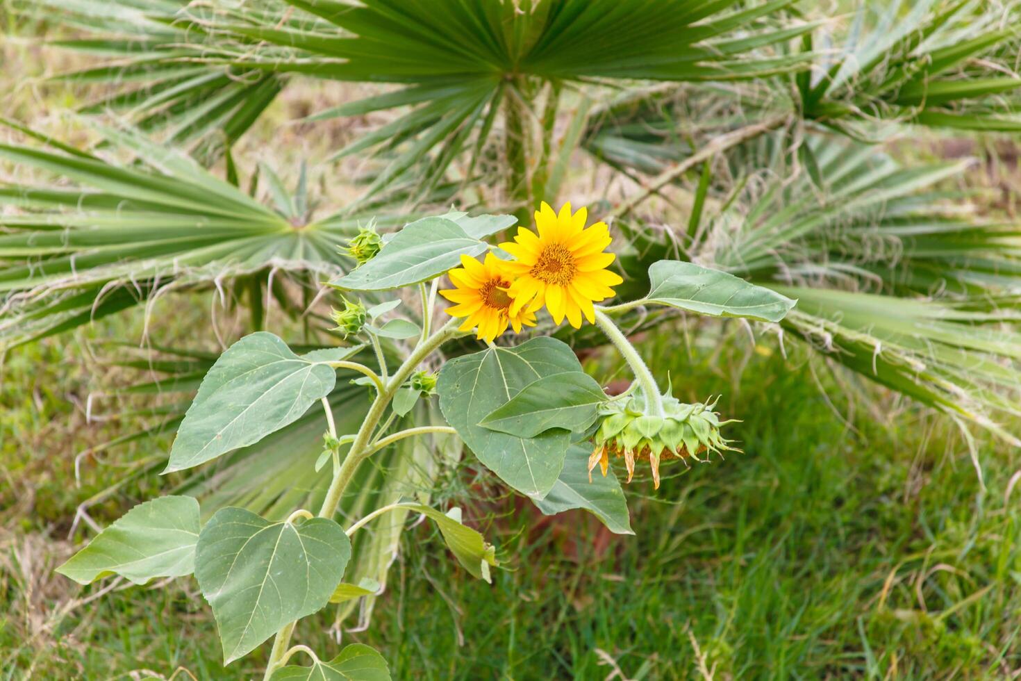 Blooming young sunflowers in the garden. photo