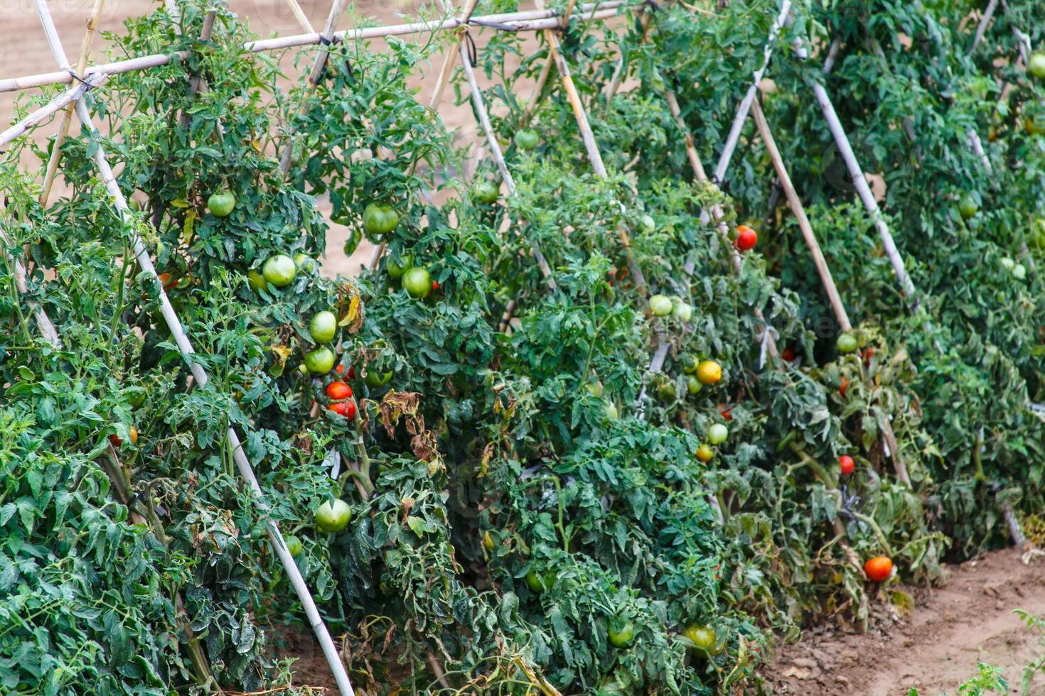 Ripening tomatoes in the open field. photo