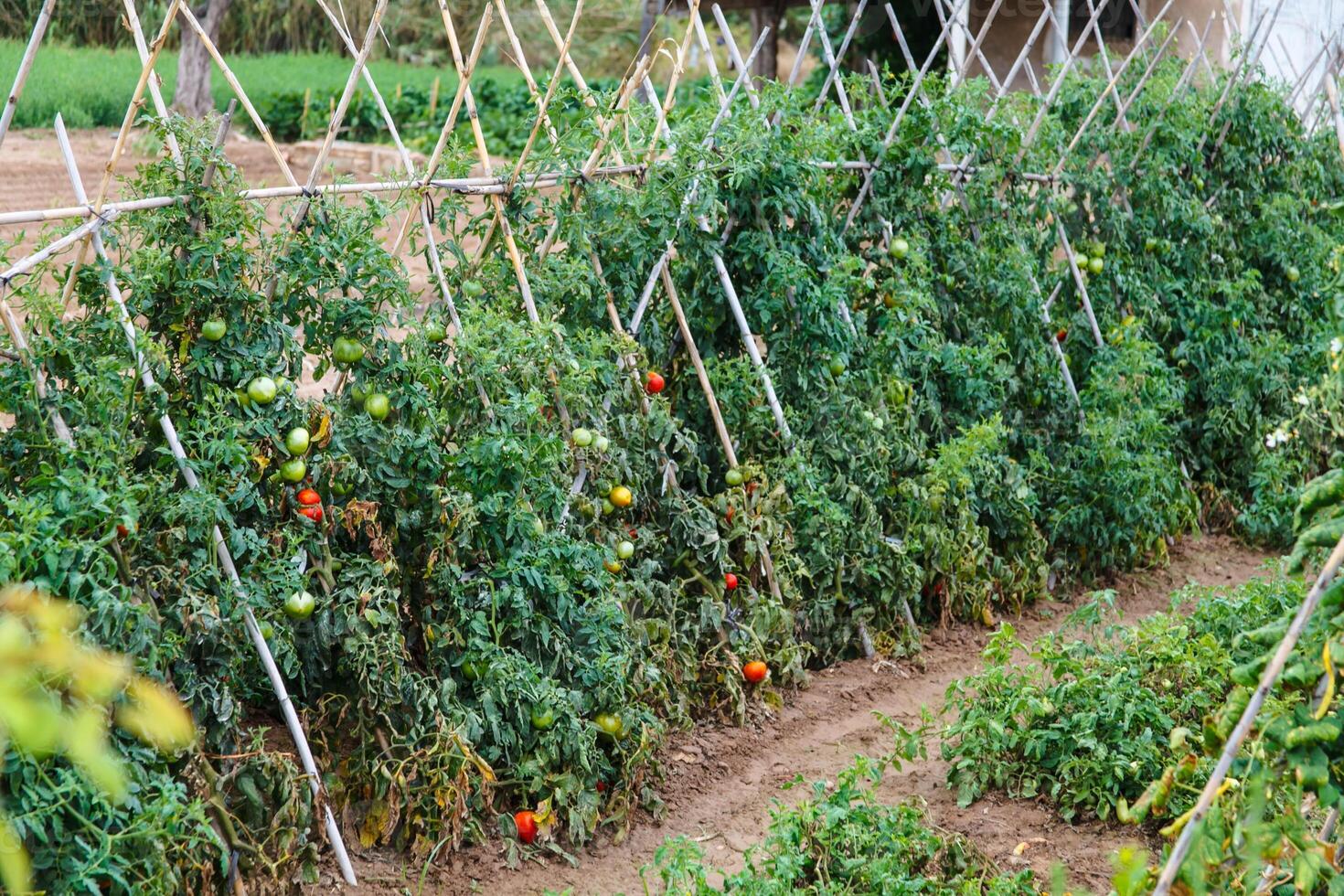 Ripening tomatoes in the open field. photo