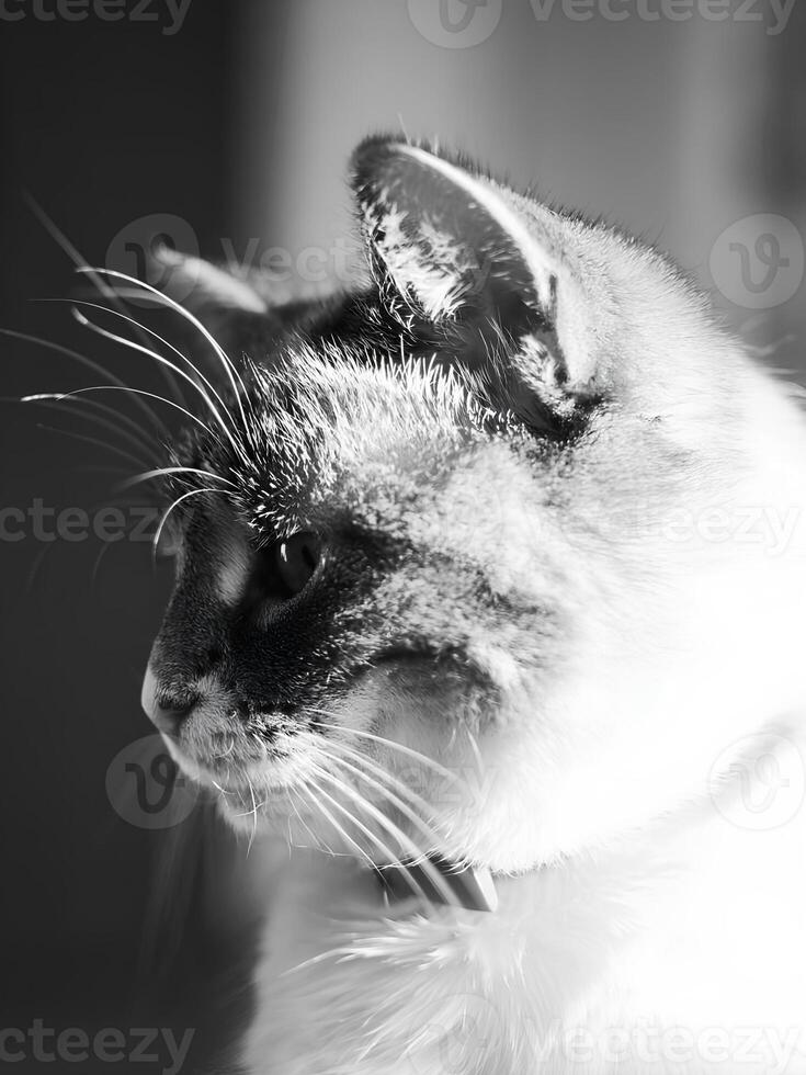 gato perfil en negro y blanco foto