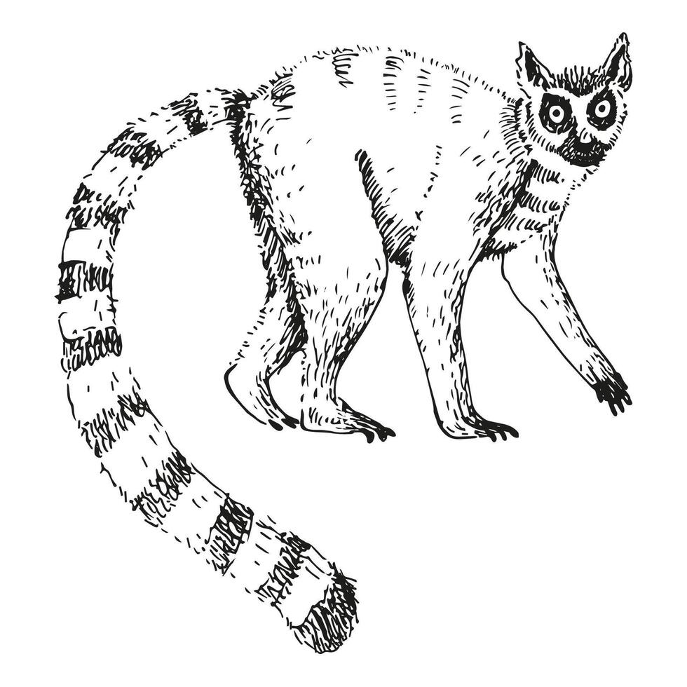 Lemur sketch hand drawn engraved vector illustration. Silhouette exotic Madagascar ring-tailed lemur with striped tail for print, icon, label,  paper, card, logo. World wild animal, traveling, safari