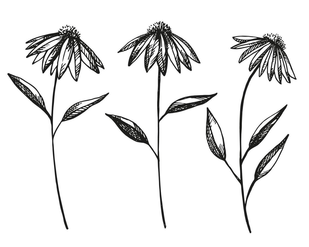 Echinacea flowers ink sketch hand drawn vector isolated illustration  flower, leaves. Design herbal engraved botanical plant graphic for tea, organic cosmetic, medicine, aromatherapy  for logo, print