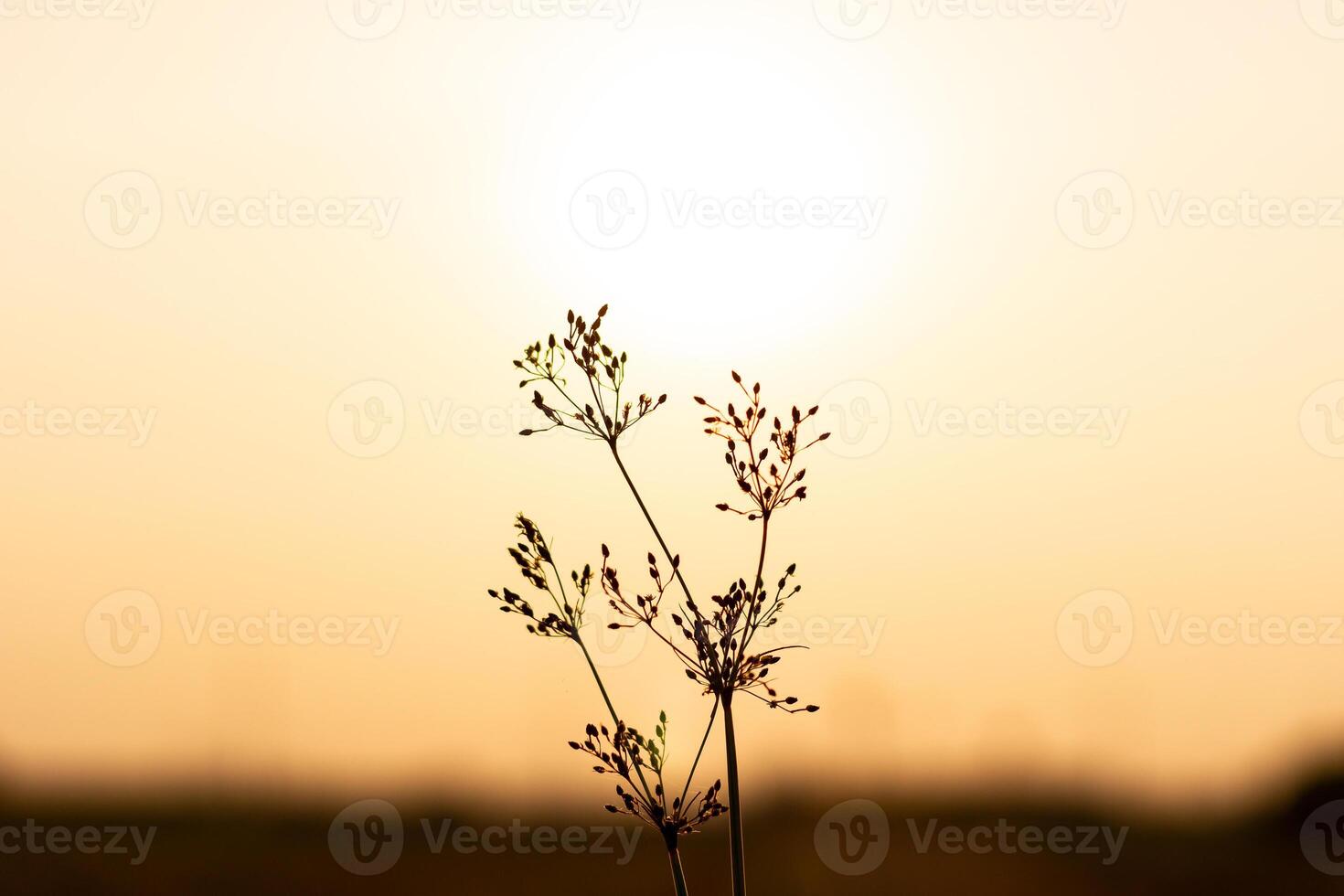 Silhouette of small flower and light of sunset photo