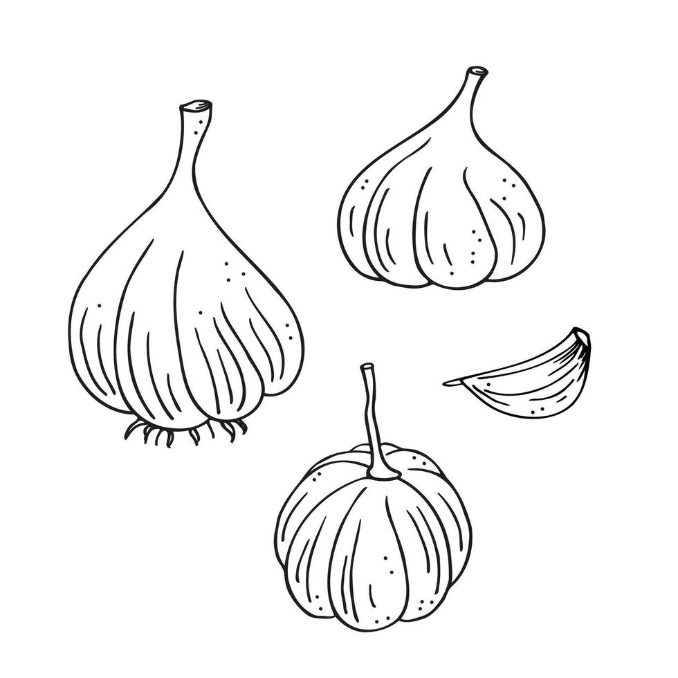 Garlic plant ink sketch hand drawn vector illustration on isolated background.  Drawn background set of garlic spices herbs, vegetable harvest, organic food, ingredient for logo, label, icon, paper