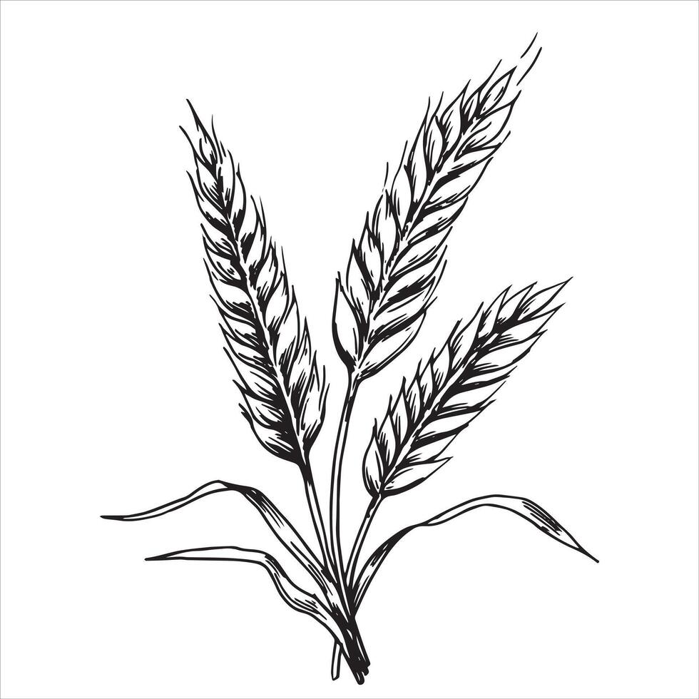 wheat ears, black and white illustration in sketch style, engraving. vintage drawing, farm vector