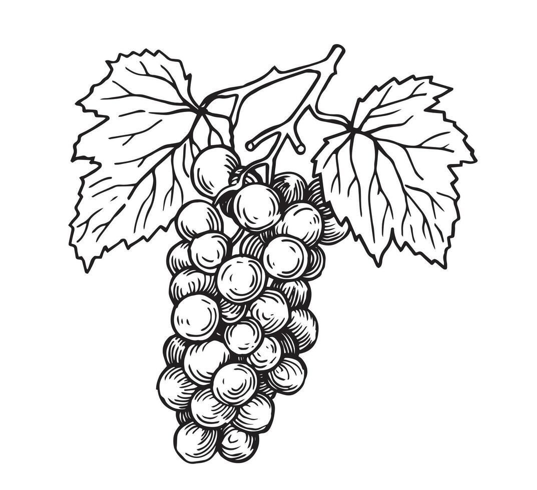 manojo de uvas. Clásico dibujo en bosquejo estilo. negro y blanco ilustración vector