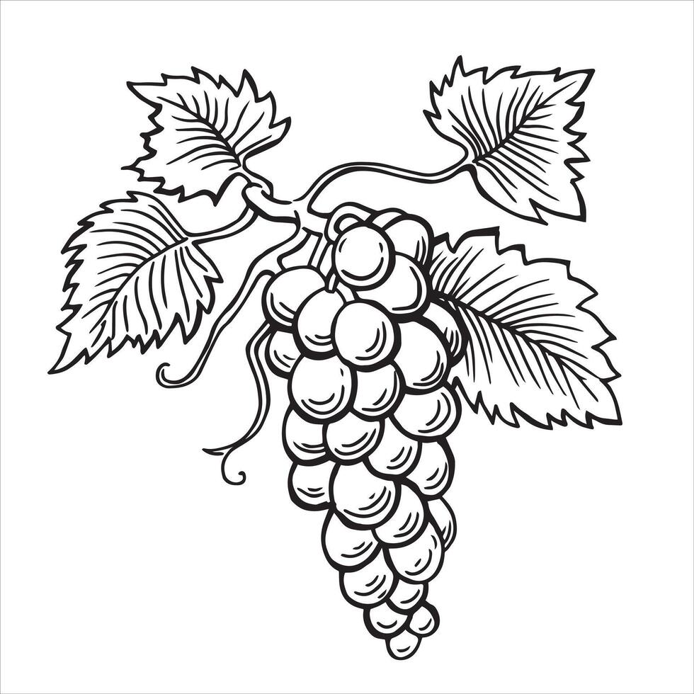 bunch of grapes. vintage drawing in sketch style. black and white illustration vector