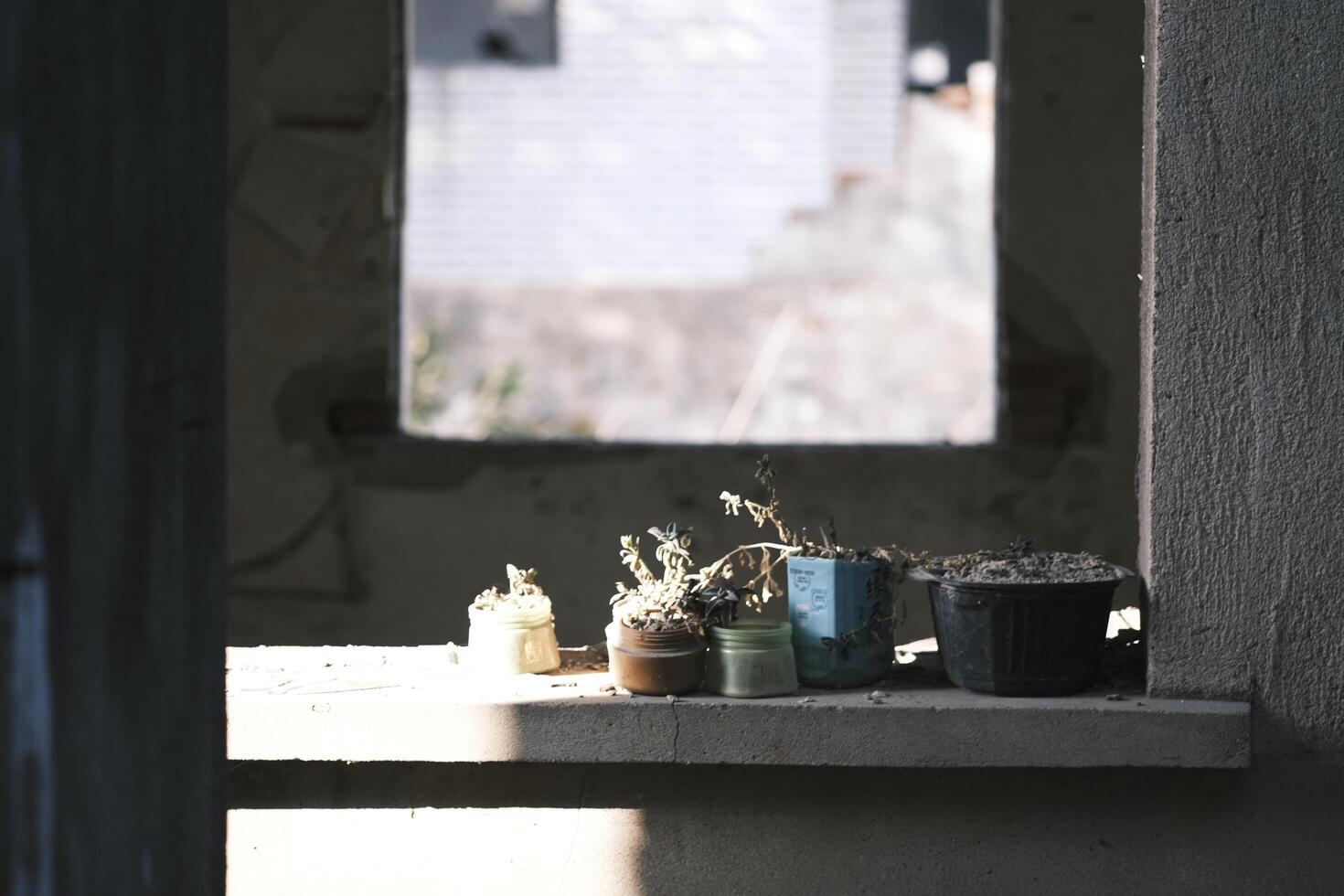 Plants on the windowsill of a building to be demolished photo