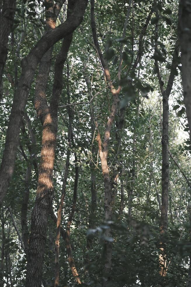 Green birch forest at sunset photo