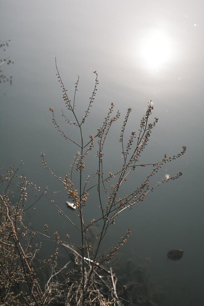 Small shrubs with fruits hanging by the river photo