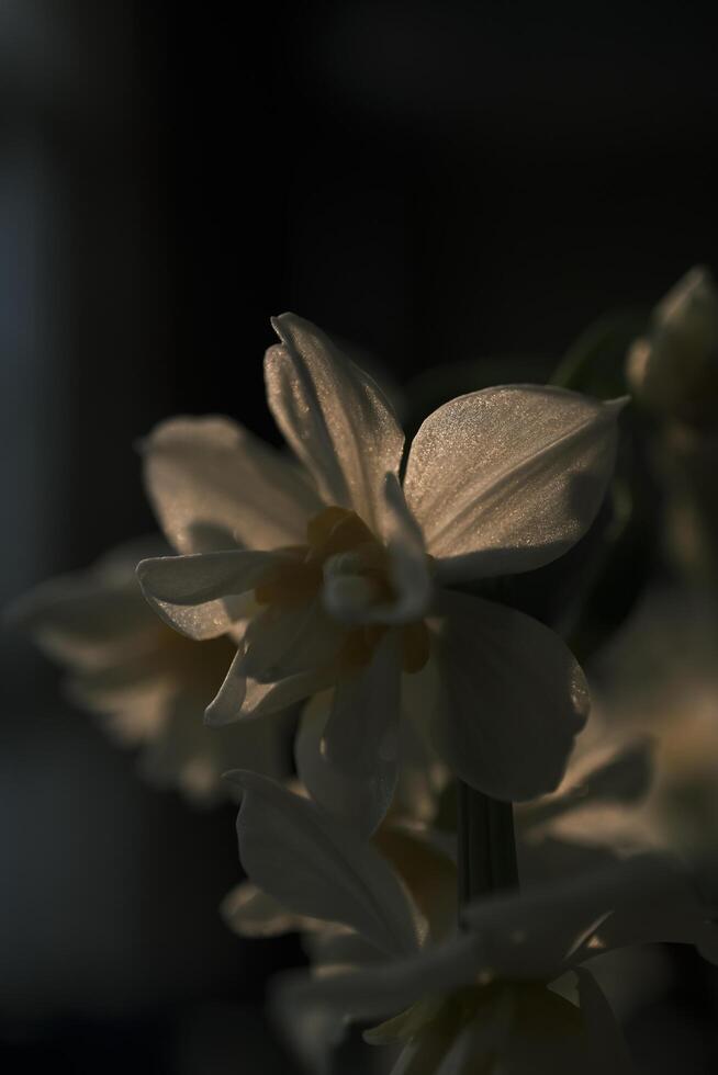 blanco narcisos floreciente a puesta de sol foto