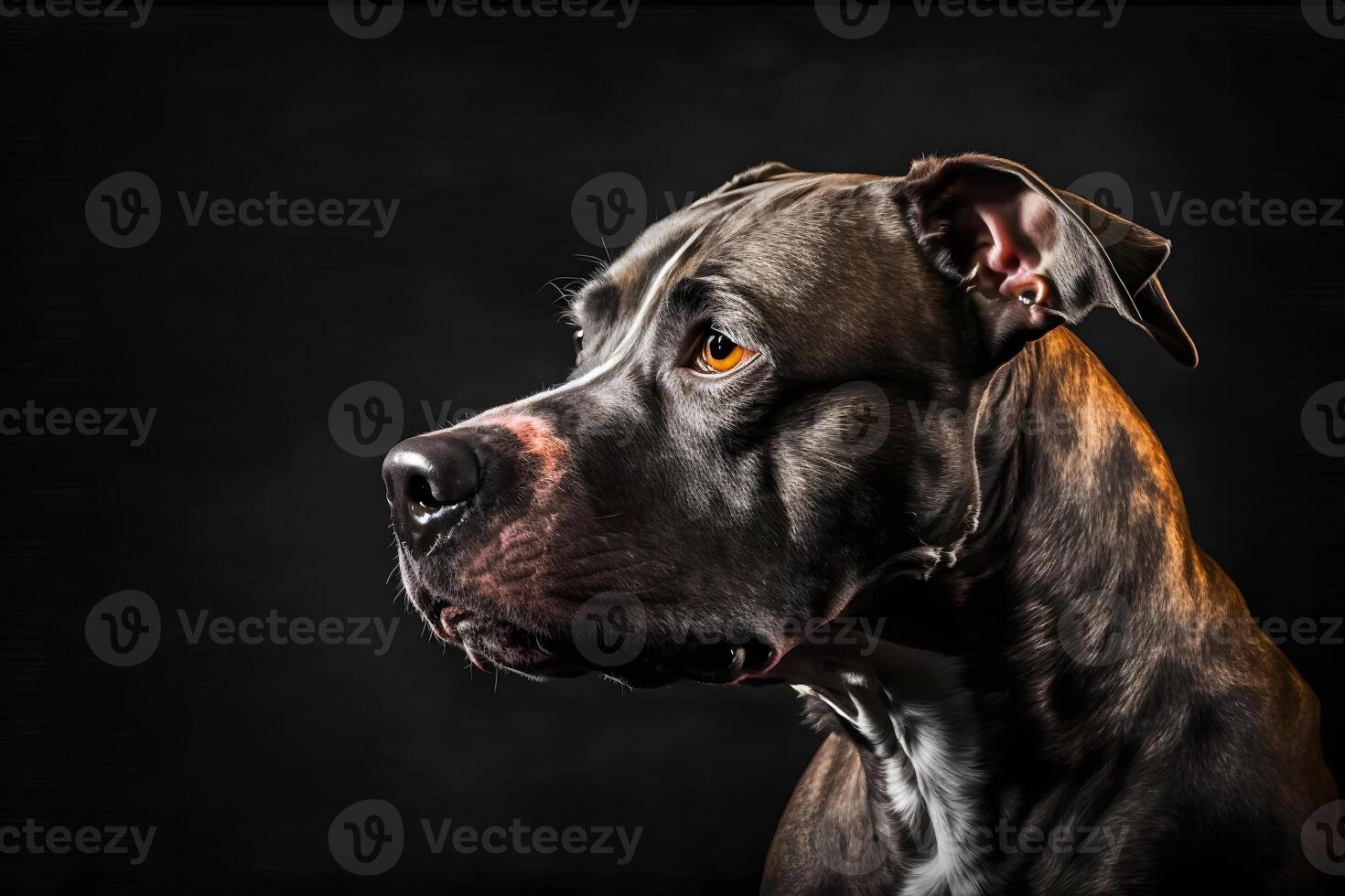 AI generated Pitbull dog portrait on black background. Neural network AI generated photo