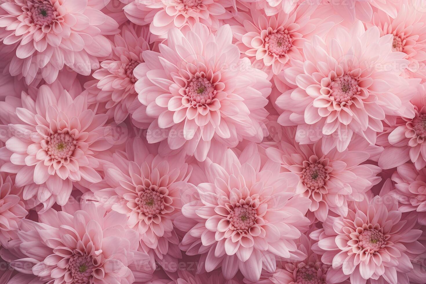 AI generated Floral background. Pink chrysanthemum flower top view. AI-generated content photo