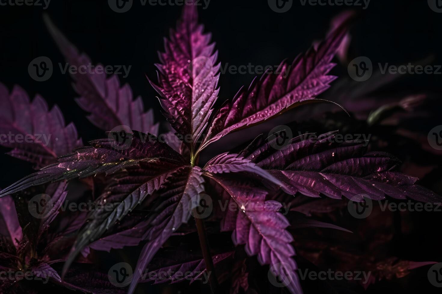 AI generated Purple cannabis leaf on a dark background. Neural network AI generated photo