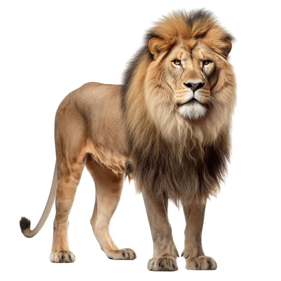 AI generated Lion clip art isolated png