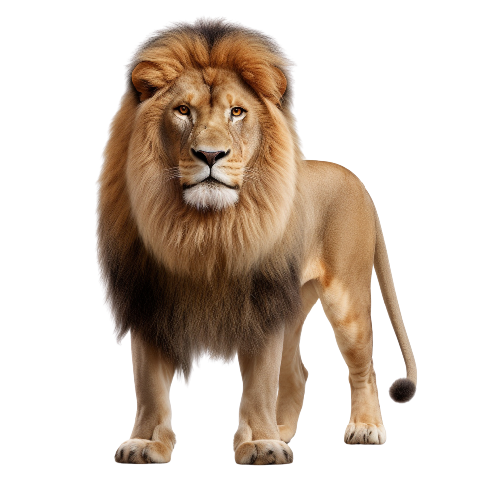 AI generated Lion clip art isolated png
