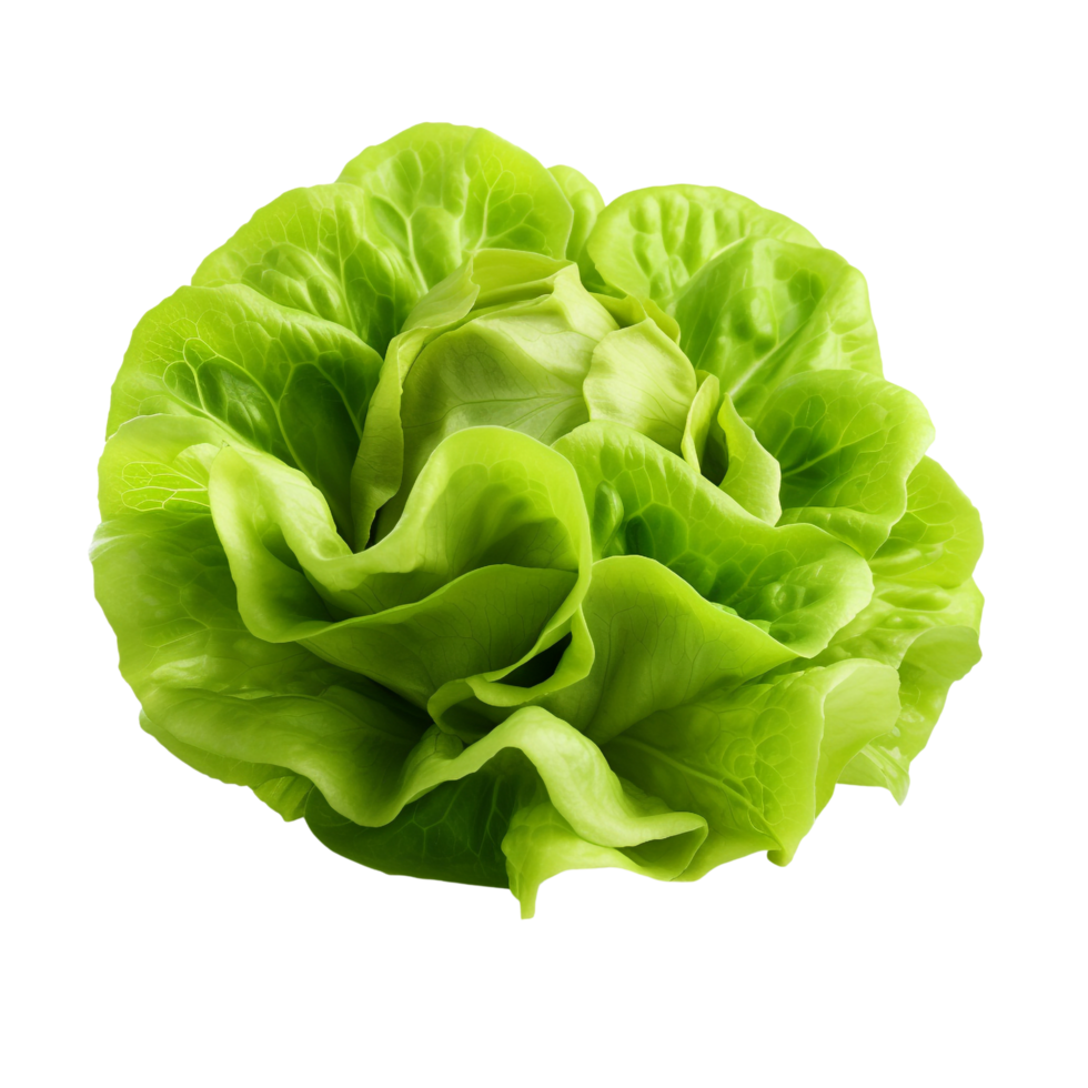 AI generated Green lettuce clip art png