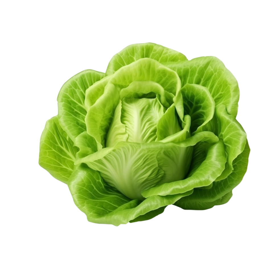 AI generated Green lettuce clip art png