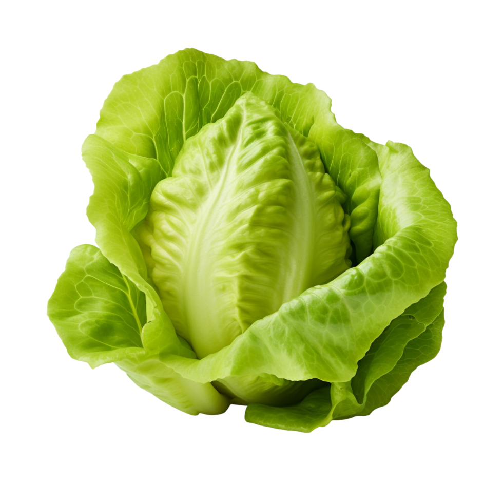 AI generated Green lettuce clip art png