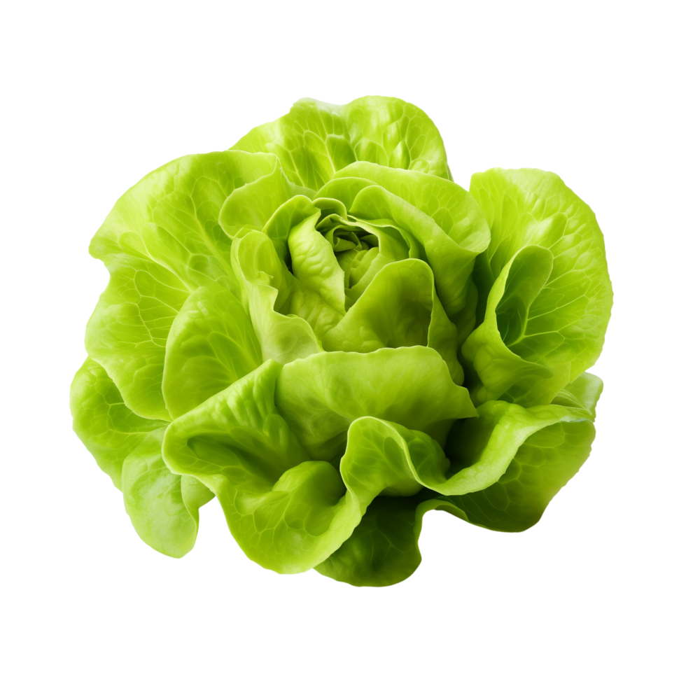 AI generated Green lettuce clip art png