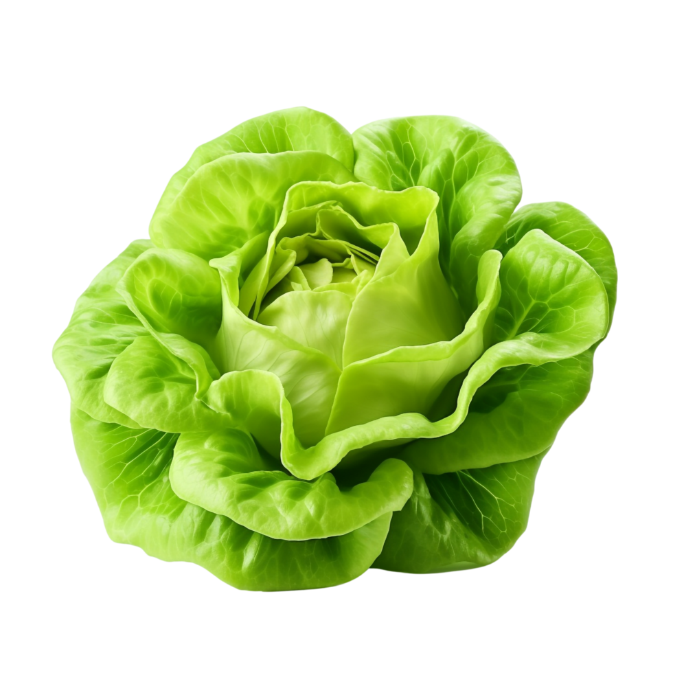 AI generated Green lettuce clip art png