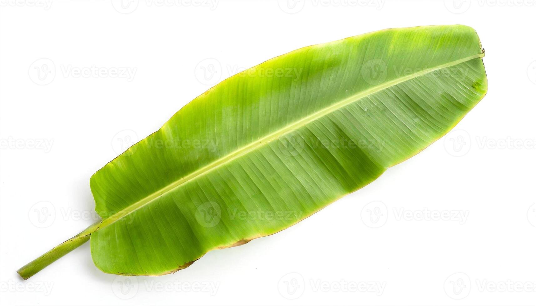 AI generated banana leaf on white background photo