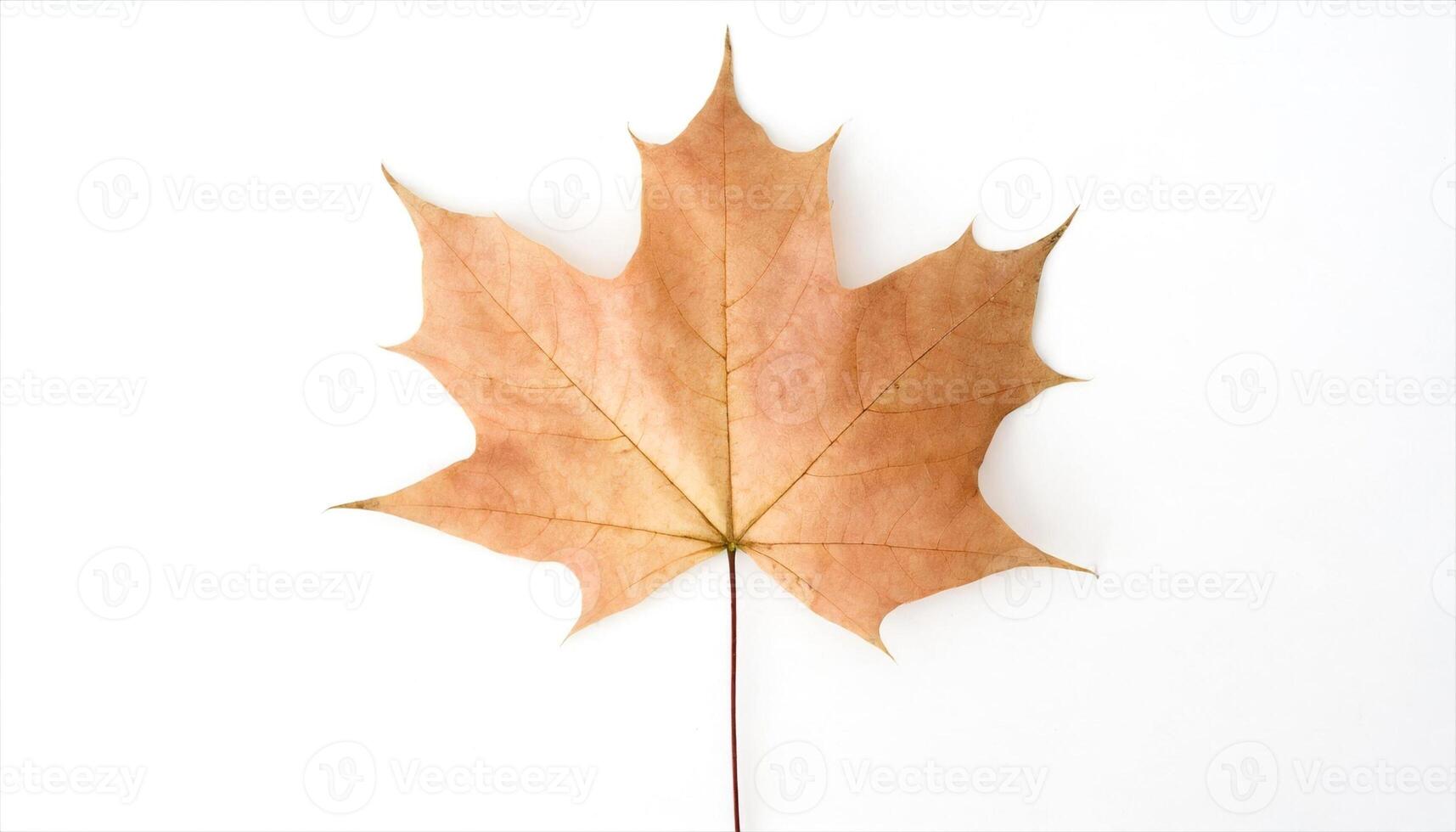 AI generated a single maple leaf on a white background photo