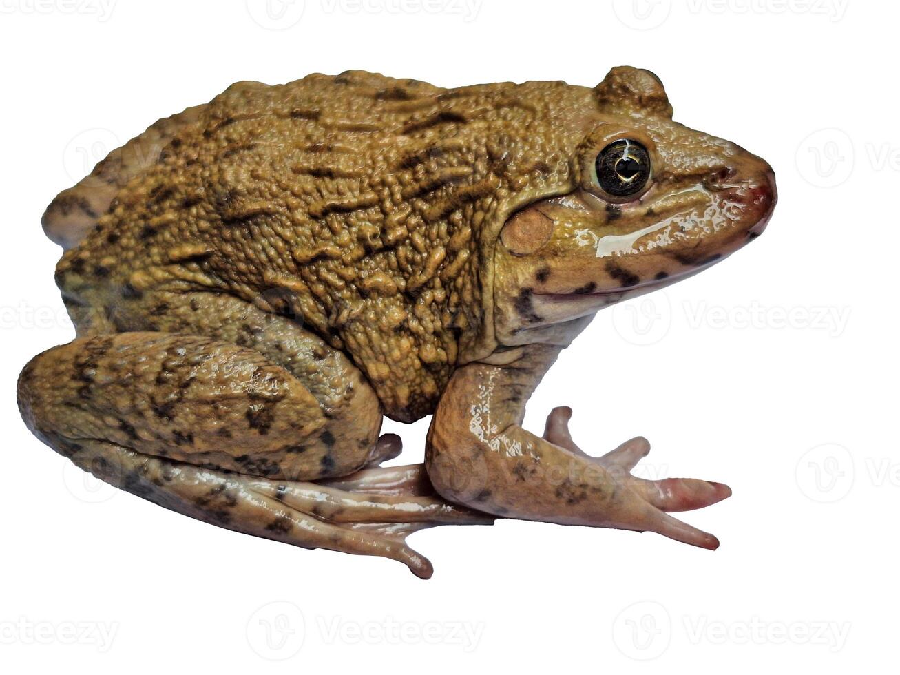hoplobatrachus rugulosus on white backgrounds photo