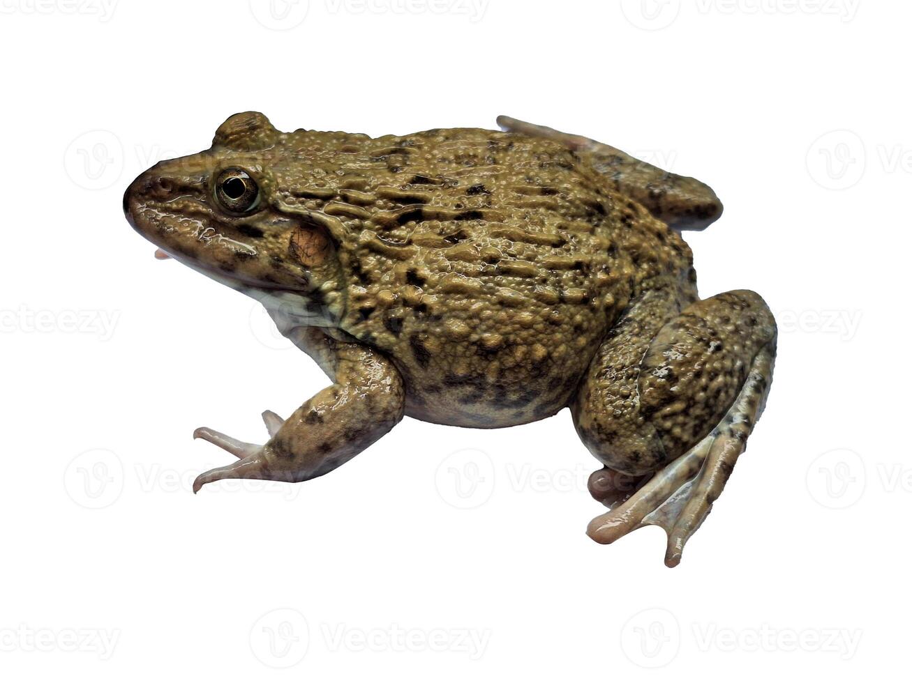 hoplobatrachus rugulosus on white backgrounds photo
