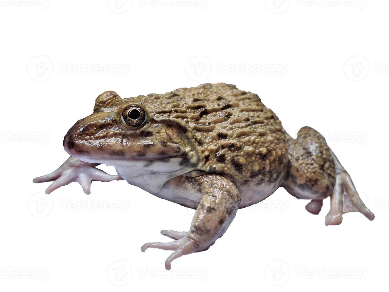 hoplobatrachus rugulosus on white backgrounds photo