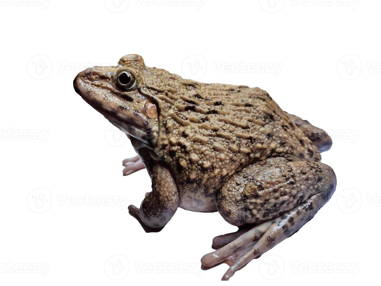 hoplobatrachus rugulosus on white backgrounds photo