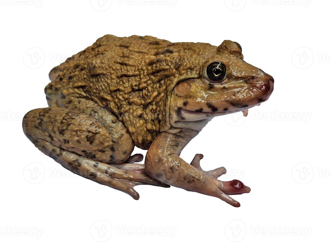 hoplobatrachus rugulosus on white backgrounds photo