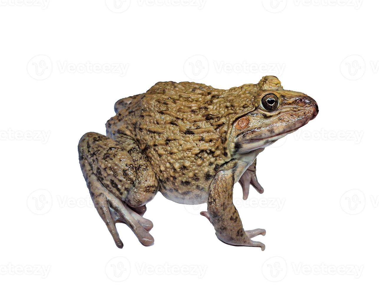 hoplobatrachus rugulosus on white backgrounds photo