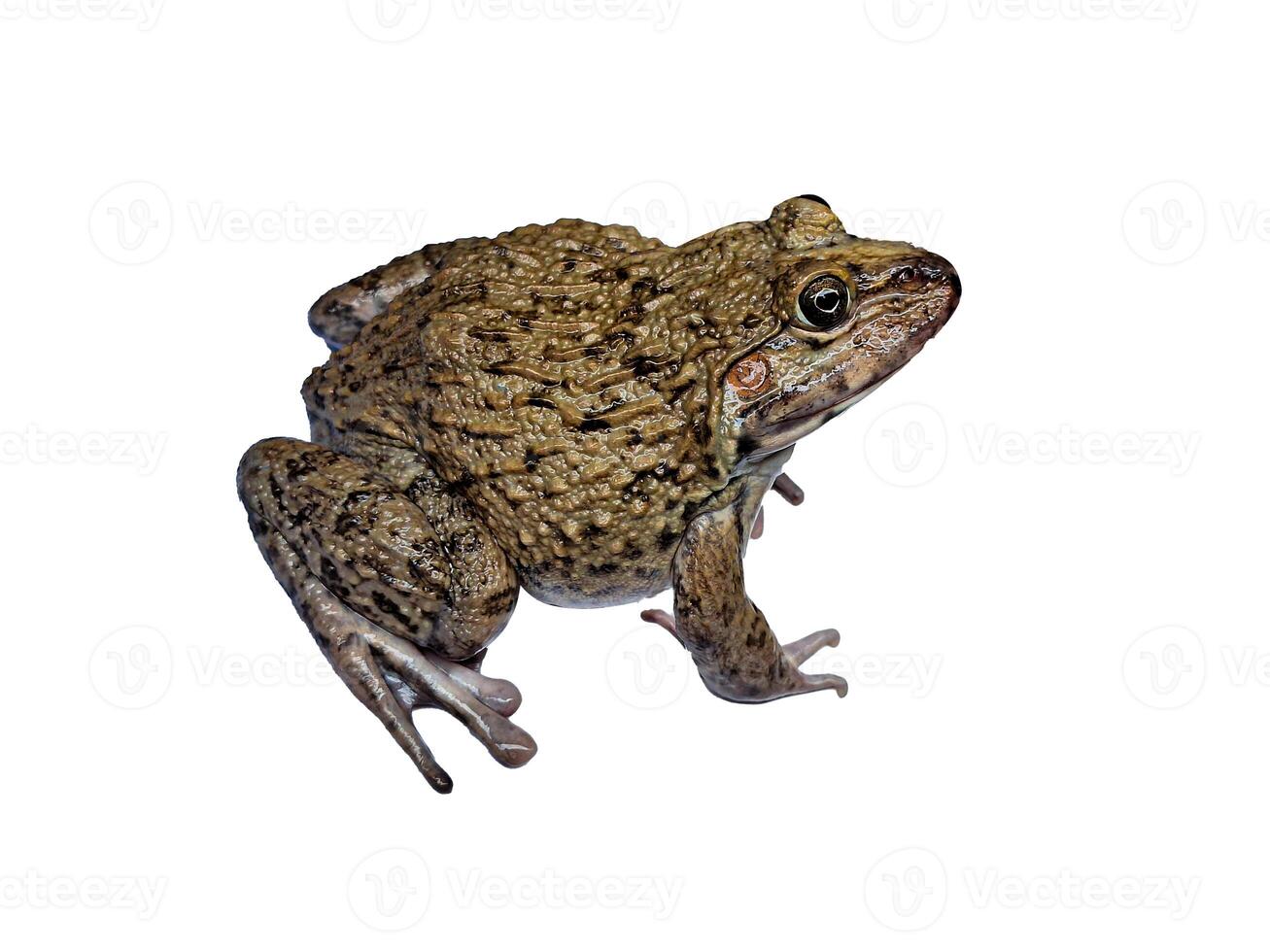 hoplobatrachus rugulosus en blanco antecedentes foto