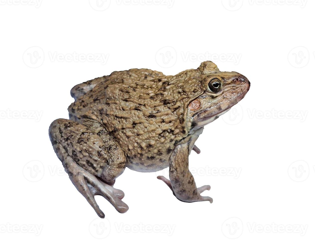 hoplobatrachus rugulosus on white backgrounds photo