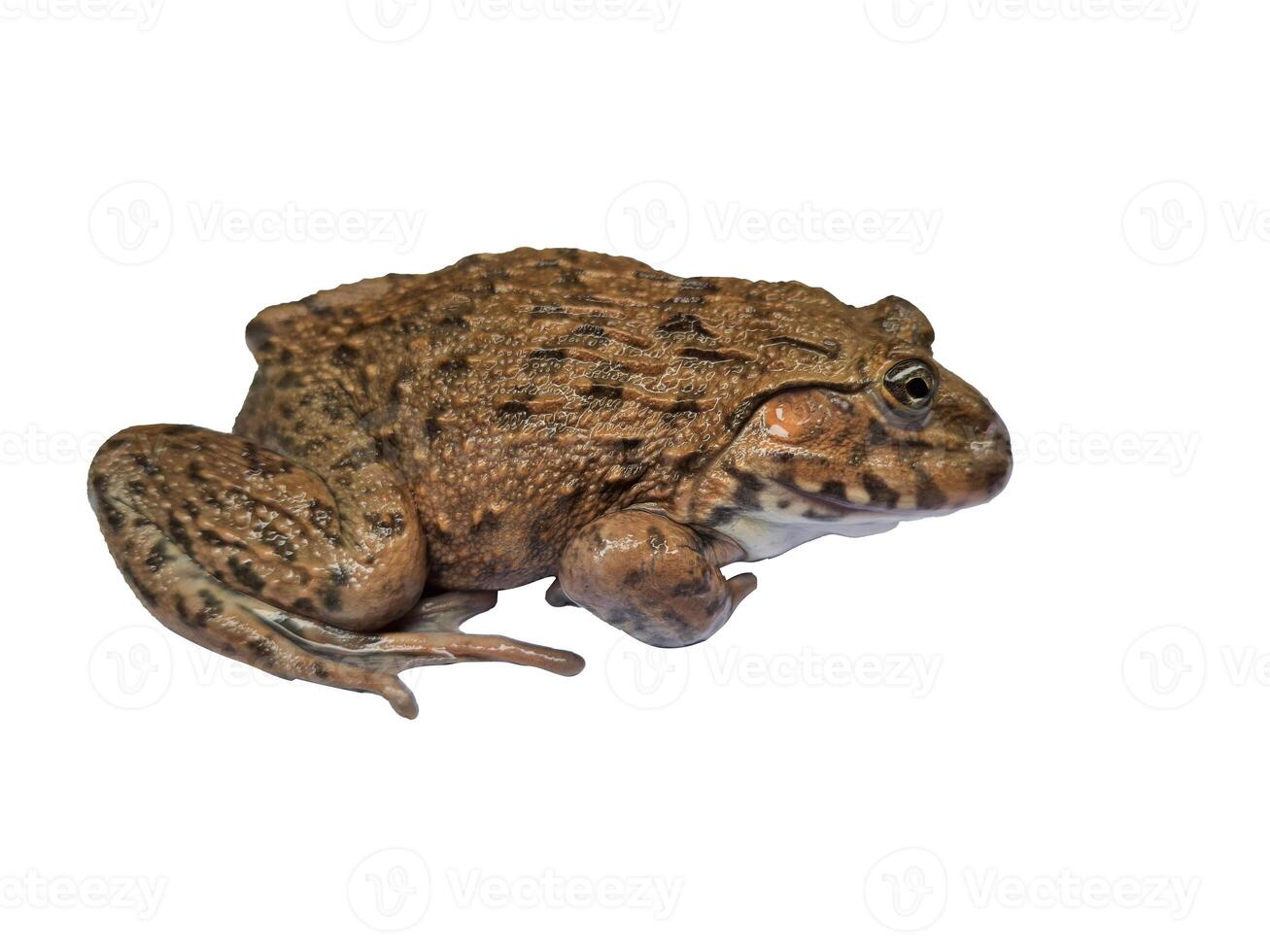 hoplobatrachus rugulosus on white backgrounds photo