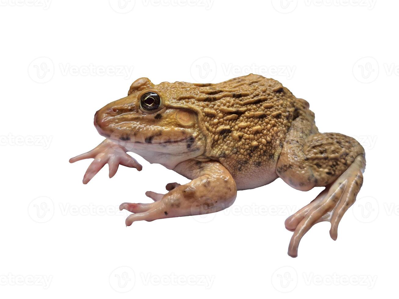 hoplobatrachus rugulosus on white backgrounds photo