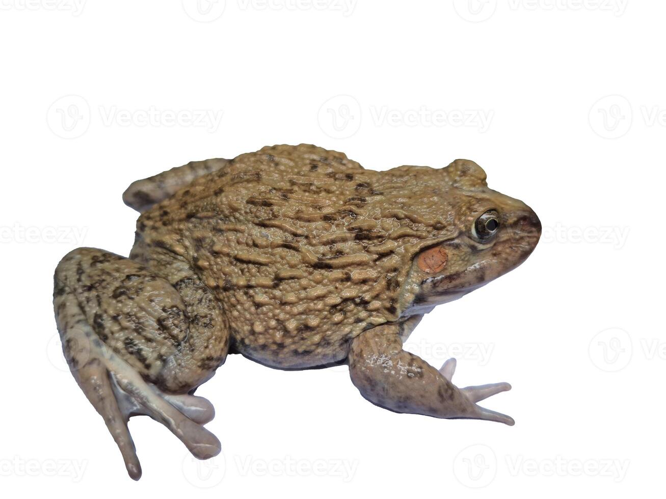 hoplobatrachus rugulosus en blanco antecedentes foto