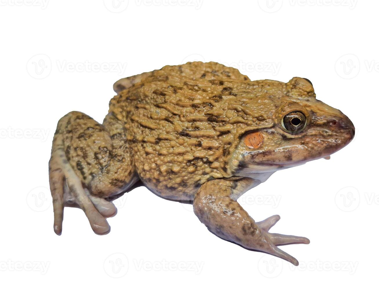 hoplobatrachus rugulosus on white backgrounds photo